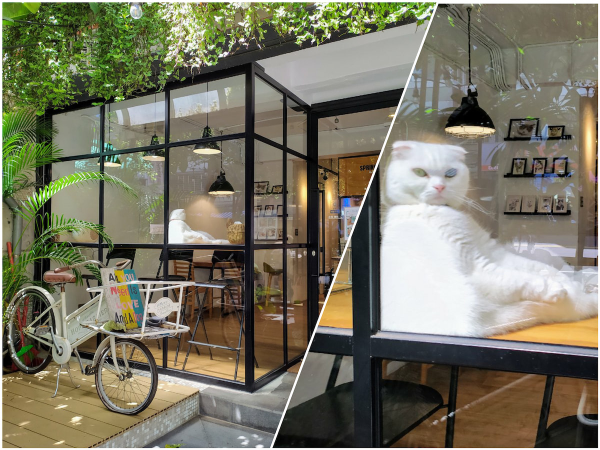 貓咪咖啡廳｜小春日和動物雜貨‧珈琲｜民生社區最療癒的寵物餐廳